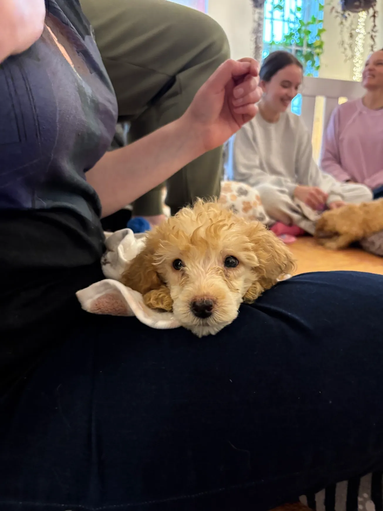 Puppy cuddling in a cozy setting
