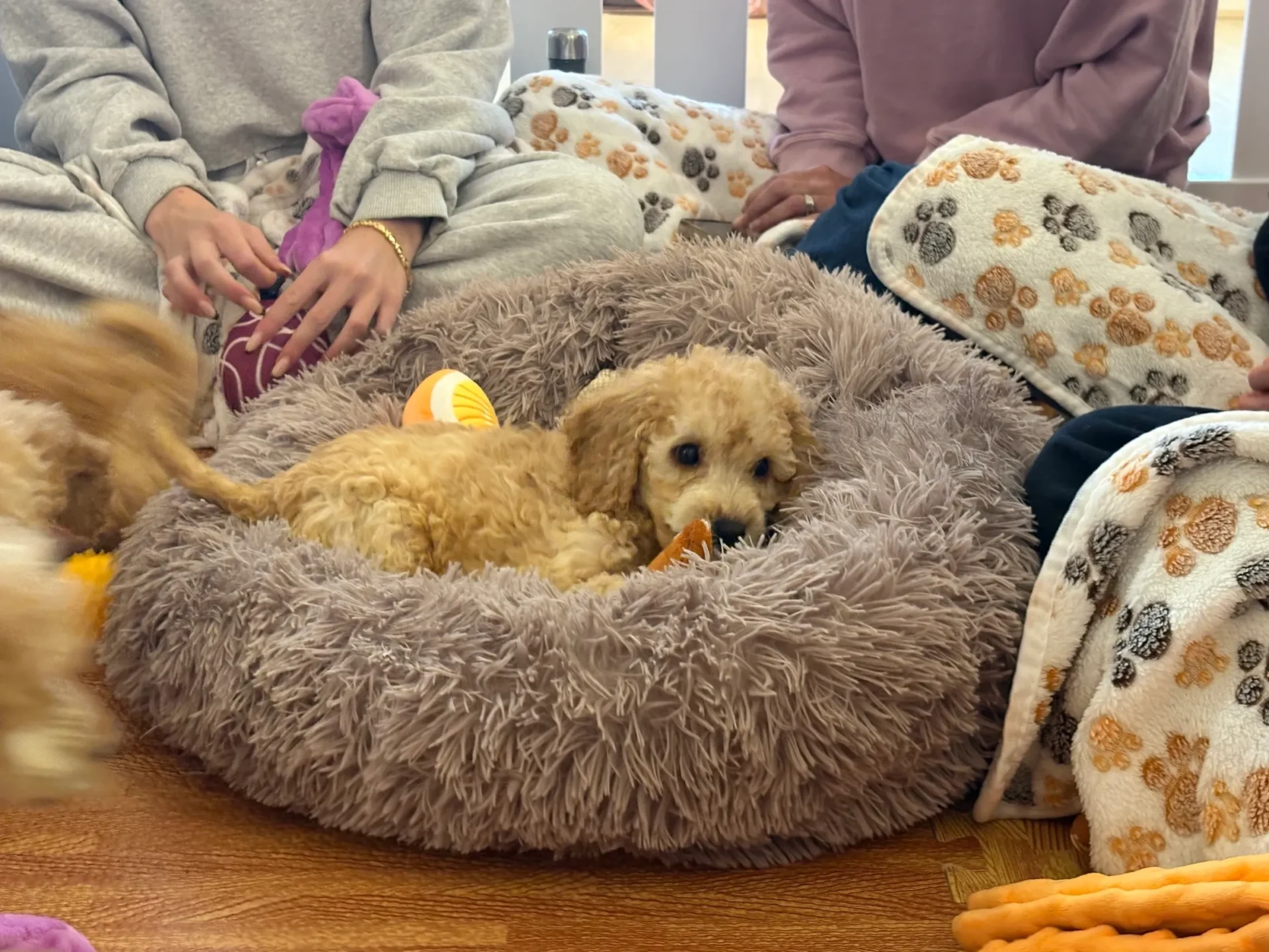 Cozy puppy surrounded by blankets