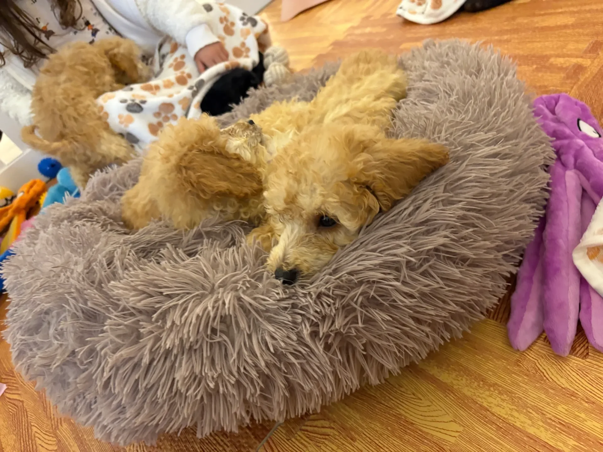 Fluffy puppy resting in cozy bed