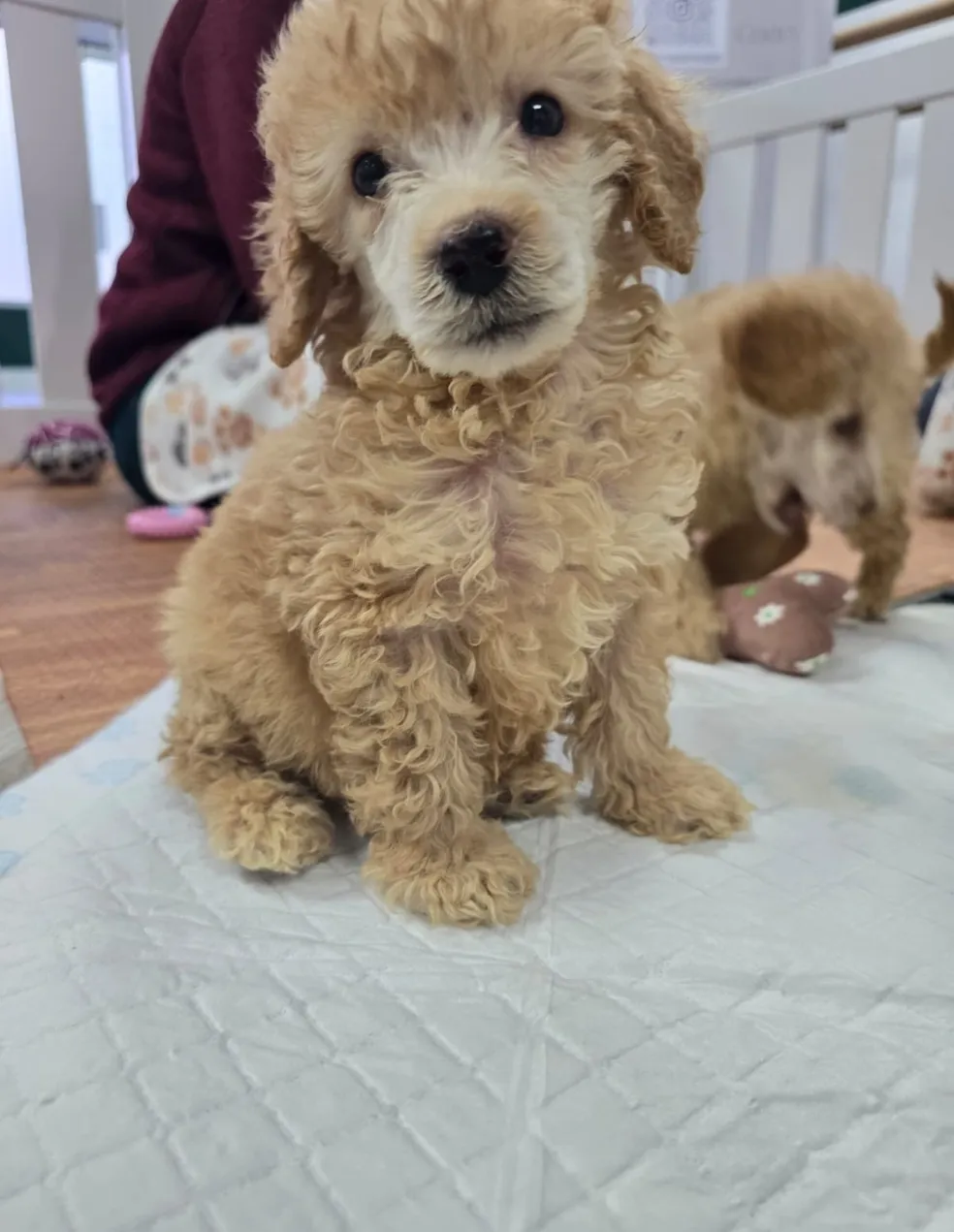 Adorable puppy with soft fur